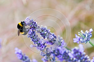 Scented lavender flowers photo