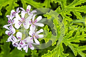 Scented Leaved Pelargonium