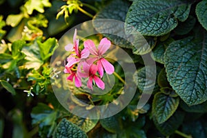 Scented-leaved pelargonium capitatum `Pink capricorn` with pink flowers