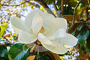 Scented Magnolia Grandiflora flower, California