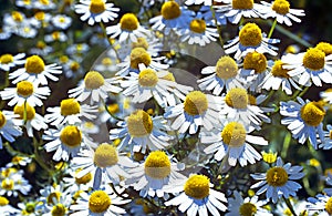 Scented Mayweed