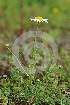 Scented Mayweed