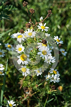 Scented Mayweed in flower