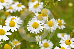 Scented Mayweed flowers Matricaria recutita.