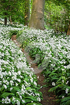 Scented Path - Woodland Path -Allium Ursinum - Wild Garlic - Ra