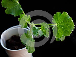 Scented pelargonium Torrento, Torento Scented Geranium with fresh ginger scent