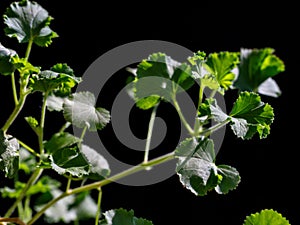 Scented pelargonium Torrento, Torento Scented Geranium with fresh ginger scent