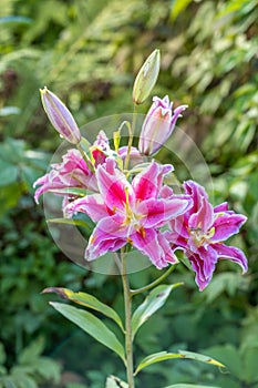 Scented pollen-free double lilies in garden with green background