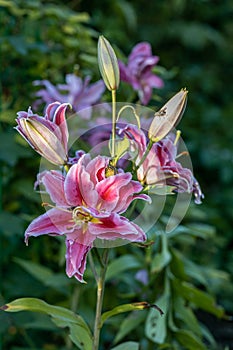 Scented pollen-free double lilies in garden with green background