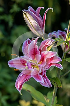 Scented pollen-free double lilies in garden with green background