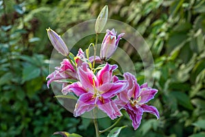 Scented pollen-free double lilies in garden with green background