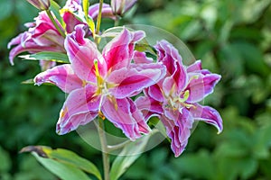 Scented pollen-free double lilies in garden with green background