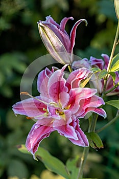 Scented pollen-free double lilies in garden with green background