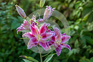 Scented pollen-free double lilies in garden with green background