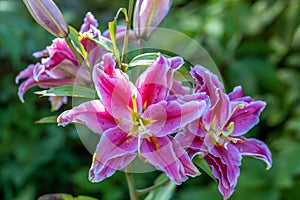 Scented pollen-free double lilies in garden with green background