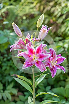 Scented pollen-free double lilies in garden with green background