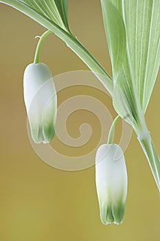 Scented Solomon`s seal