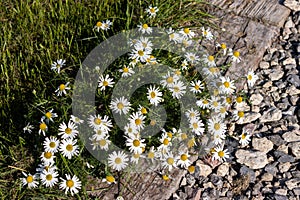 Scentless Chamomile flowering in late summer