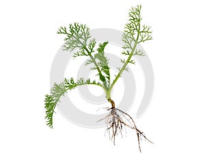 Scentless false mayweed isolated on white background, Tripleurospermum inodorum