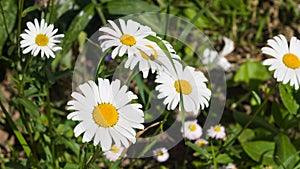 Scentless False Mayweed, Tripleurospermum Inodorum, blossom, close-up, selective focus, shallow DOF