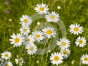 Scentless False Mayweed, Tripleurospermum Inodorum, blossom, close-up, selective focus, shallow DOF