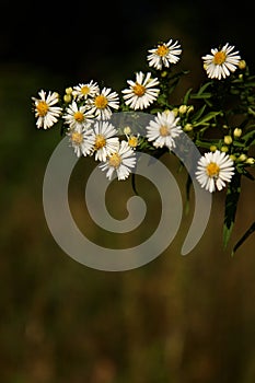 Scentless Mayweed