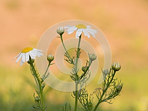 Scentless mayweed - Tripleurospermum inodorum