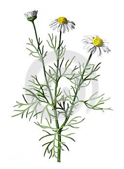 Scentless mayweed or Tripleurospermum inodorum, false mayweed, scentless mayweed, scentless chamomile, flower. Antique hand drawn