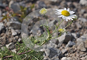 Scentless Mayweed