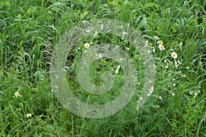 Scentless Mayweed - Tripleurospermum inodorum. Scentless false mayweed blossom  Tripleurospermum inodorum  with ligulate and