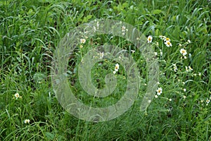 Scentless Mayweed - Tripleurospermum inodorum. Scentless false mayweed blossom  Tripleurospermum inodorum  with ligulate and