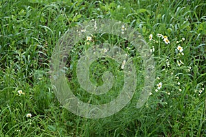 Scentless Mayweed - Tripleurospermum inodorum. Scentless false mayweed blossom  Tripleurospermum inodorum  with ligulate and