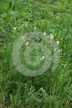 Scentless Mayweed - Tripleurospermum inodorum. Scentless false mayweed blossom  Tripleurospermum inodorum  with ligulate and