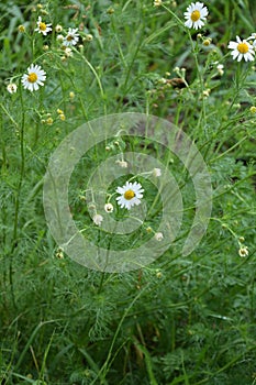 Scentless Mayweed - Tripleurospermum inodorum. Scentless false mayweed blossom  Tripleurospermum inodorum  with ligulate and