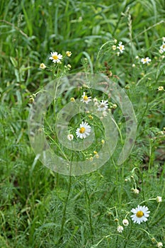 Scentless Mayweed - Tripleurospermum inodorum. Scentless false mayweed blossom  Tripleurospermum inodorum  with ligulate and