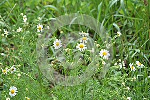 Scentless Mayweed - Tripleurospermum inodorum. Scentless false mayweed blossom  Tripleurospermum inodorum  with ligulate and