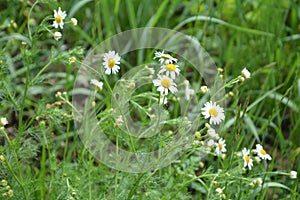 Scentless Mayweed - Tripleurospermum inodorum. Scentless false mayweed blossom  Tripleurospermum inodorum  with ligulate and