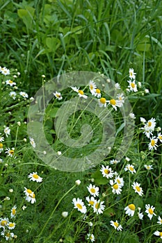 Scentless Mayweed - Tripleurospermum inodorum. Scentless false mayweed blossom  Tripleurospermum inodorum  with ligulate and