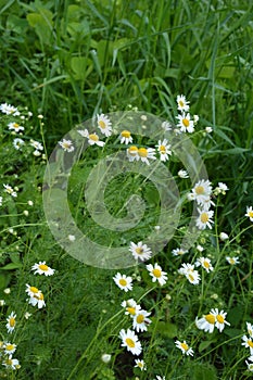 Scentless Mayweed - Tripleurospermum inodorum. Scentless false mayweed blossom  Tripleurospermum inodorum  with ligulate and