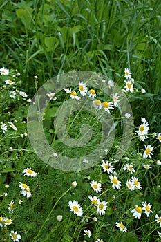 Scentless Mayweed - Tripleurospermum inodorum. Scentless false mayweed blossom  Tripleurospermum inodorum  with ligulate and