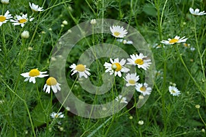 Scentless Mayweed - Tripleurospermum inodorum. Scentless false mayweed blossom  Tripleurospermum inodorum  with ligulate and