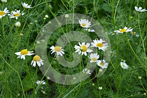 Scentless Mayweed - Tripleurospermum inodorum. Scentless false mayweed blossom  Tripleurospermum inodorum  with ligulate and