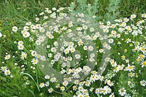 Scentless Mayweed - Tripleurospermum inodorum. Scentless false mayweed blossom  Tripleurospermum inodorum  with ligulate and