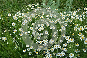 Scentless Mayweed - Tripleurospermum inodorum. Scentless false mayweed blossom  Tripleurospermum inodorum  with ligulate and