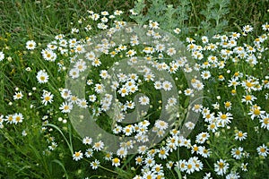 Scentless Mayweed - Tripleurospermum inodorum. Scentless false mayweed blossom  Tripleurospermum inodorum  with ligulate and