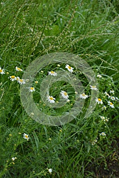 Scentless Mayweed - Tripleurospermum inodorum. Scentless false mayweed blossom  Tripleurospermum inodorum  with ligulate and