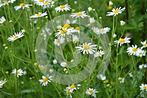 Scentless Mayweed - Tripleurospermum inodorum. Scentless false mayweed blossom  Tripleurospermum inodorum  with ligulate and