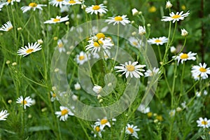 Scentless Mayweed - Tripleurospermum inodorum. Scentless false mayweed blossom  Tripleurospermum inodorum  with ligulate and