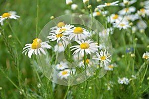 Scentless Mayweed - Tripleurospermum inodorum. Scentless false mayweed blossom  Tripleurospermum inodorum  with ligulate and