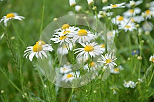 Scentless Mayweed - Tripleurospermum inodorum. Scentless false mayweed blossom  Tripleurospermum inodorum  with ligulate and